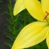 Yellow lily flower with green leaves.
