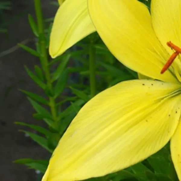 Yellow lily flower with green leaves.