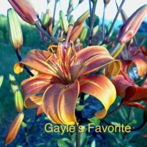 Orange lily flower labeled "Gayle's Favorite".