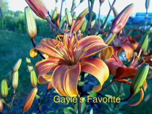 Orange lily flower labeled "Gayle's Favorite".