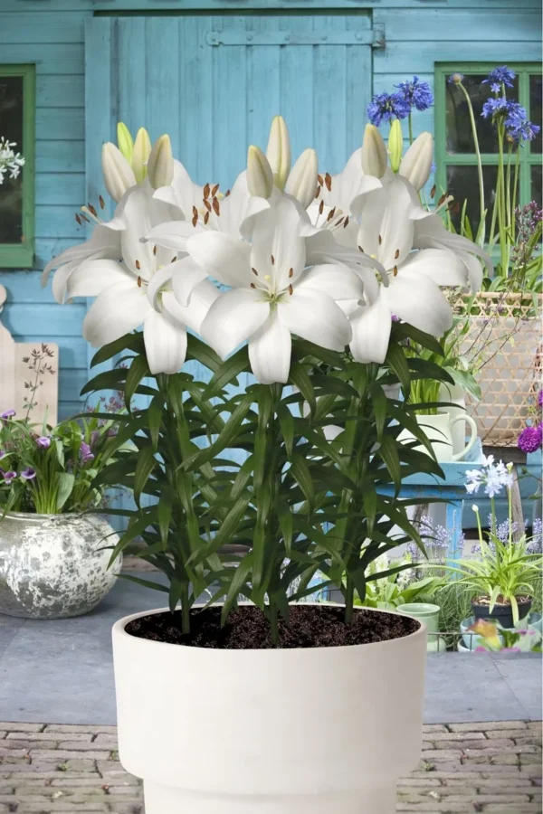 White lilies in a pot, garden background.