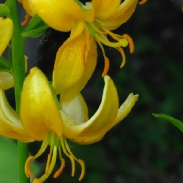 A close up of the flowers of a yellow flower.