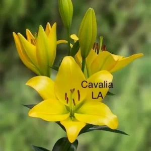A yellow flower with the word " cavalia la " on it.