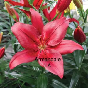 Vibrant red lily blossom with unopened buds