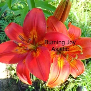 Burning Joy Asiatic red-orange lilies