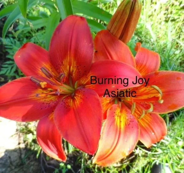 Burning Joy Asiatic red-orange lilies