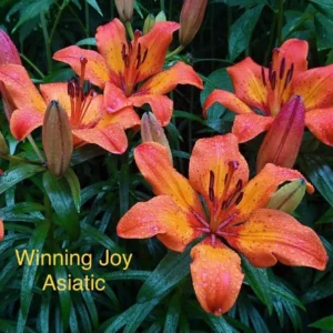 A group of orange flowers with green leaves.