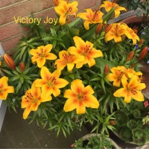 A close up of some yellow flowers in a pot