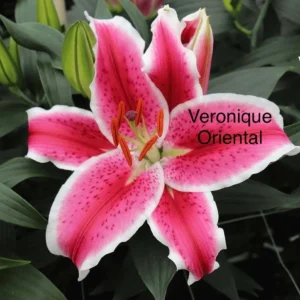 Vibrant pink and white Oriental lily blossom