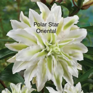 A close up of the flower with the words polar star oriental written underneath it.