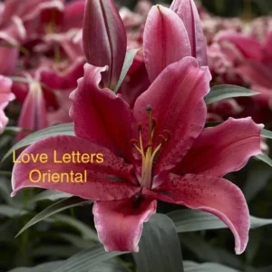 A close up of some pink flowers with the words love letters oriental written on it.