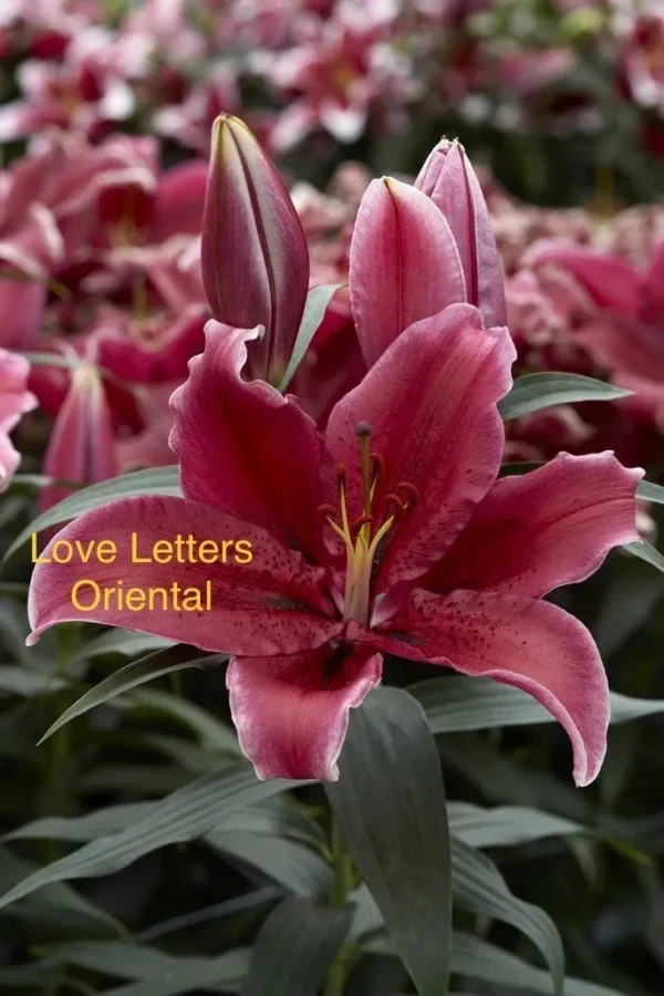 A close up of some pink flowers with the words love letters oriental written on it.