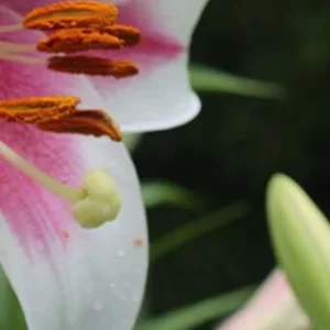 Close-up of a pink and white lily.