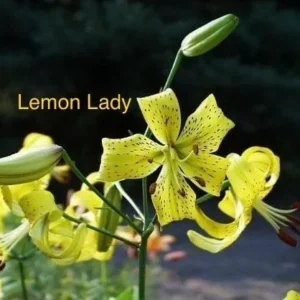 Yellow "Lemon Lady" lily flowers in bloom.