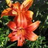 Sunlit twin orange lily blossoms