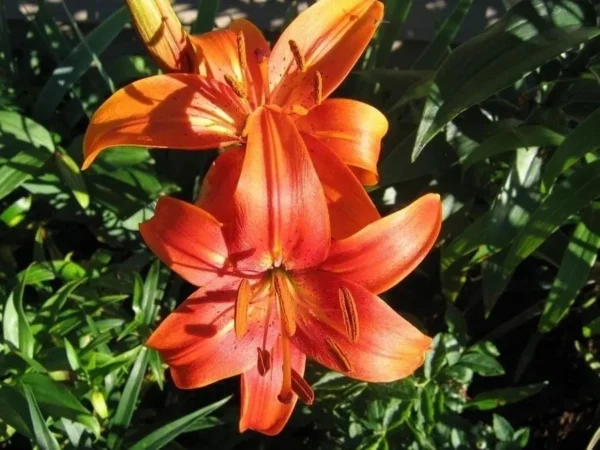 Sunlit twin orange lily blossoms