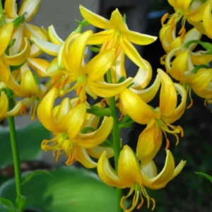 Cluster of bright recurved yellow lily blossoms