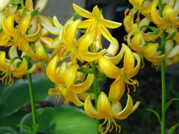 Cluster of bright recurved yellow lily blossoms