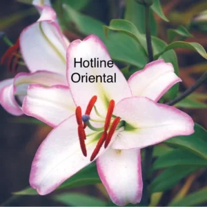 Hotline Oriental white lily with pink edges