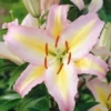 Pink and yellow lily blossom with orange stamens