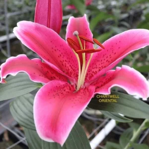 Close-up of Chartwell Oriental pink lily