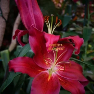 A close up of the flower with oriental name