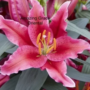 Vivid pink "Amazing Grace" oriental lily bloom