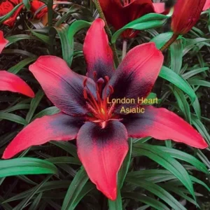 A close up of the flower of a red and black lily