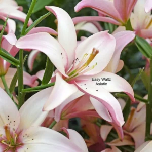 Pale pink Asiatic lily close-up