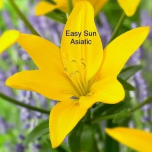 A yellow flower with the words easy sun asiatic written on it.