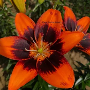 A close up of the flower of an orange and black plant.