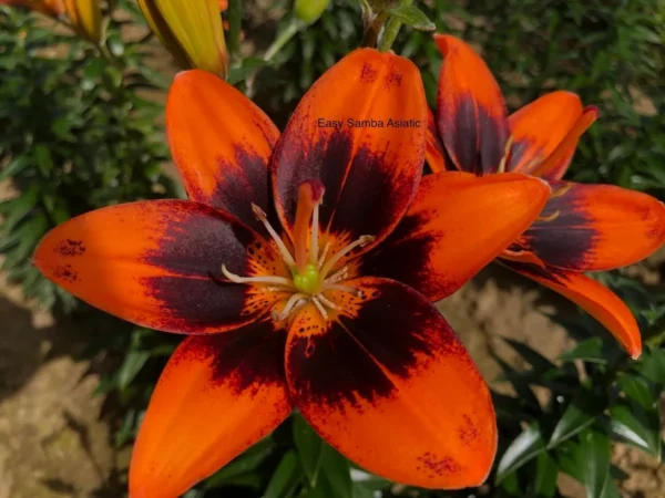 A close up of the flower of an orange and black plant.