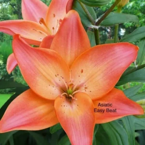 A close up of an orange flower with leaves in the background