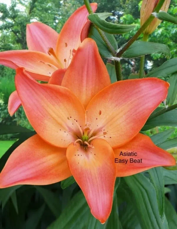 A close up of an orange flower with leaves in the background