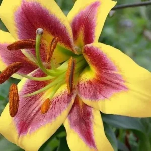 Yellow lily with red-pink eye and stamens