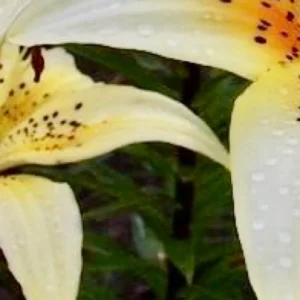 Yellow lilies with dew-covered petals.