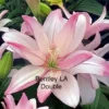 Pink Bentley LA double lily flower.