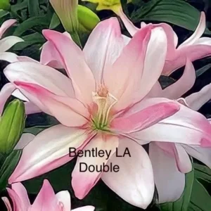 Pink Bentley LA double lily flower.