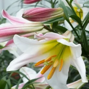 Beautiful white and pink lilies blooming.
