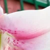 Close-up of pink and white flower petal.