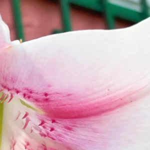 Close-up of pink and white flower petal.