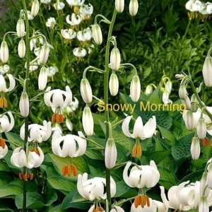 Snowy Morning lilies in bloom.