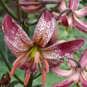Martagon lily, speckled maroon and white.