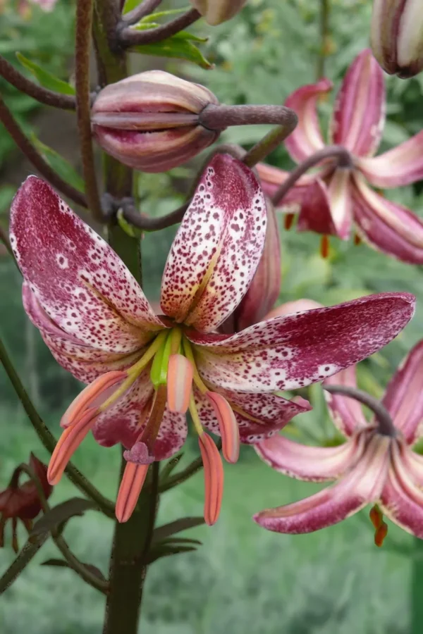 Martagon lily, speckled maroon and white.