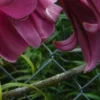 Deep pink lilies near wire fence.