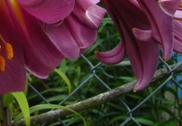 Deep pink lilies near wire fence.
