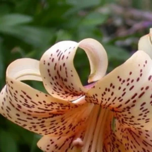 Pale pink lily with dark spots.