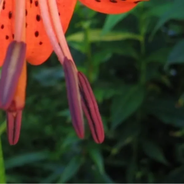 Close-up of orange lily stamens.