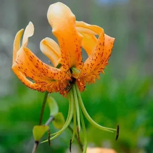 Orange lily flower in bloom.