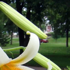 White lily buds and blossoms outdoors.